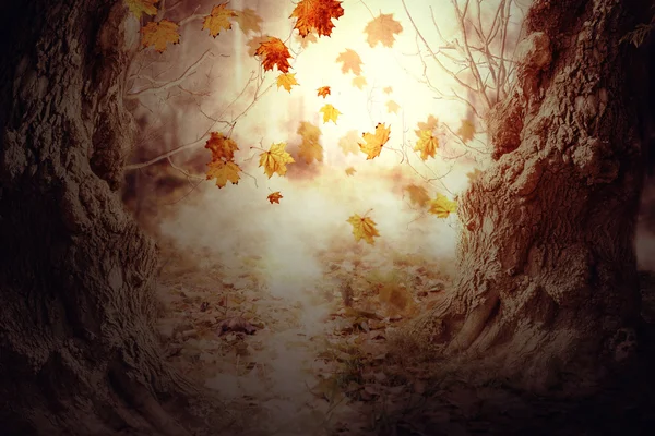 Höst löv och gamla träd — Stockfoto