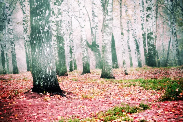 Podzimní stromy filtrované — Stock fotografie