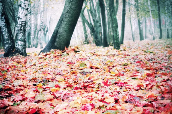 Árvores de outono filtradas — Fotografia de Stock
