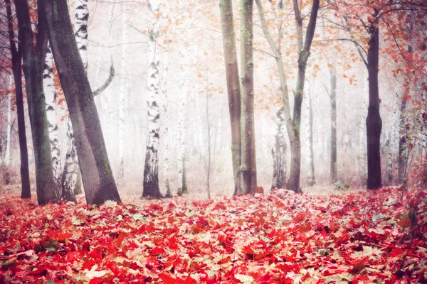 Árboles de otoño filtrados —  Fotos de Stock