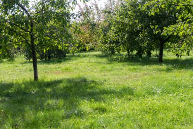 Sonbahar parkı manzarası