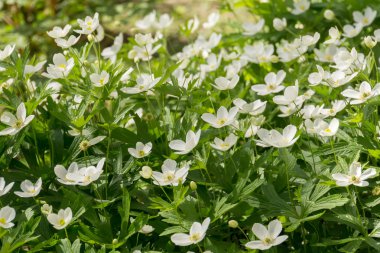Beyaz çiçekler Anemone