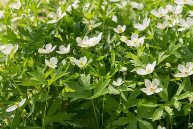 Beyaz çiçekler Anemone