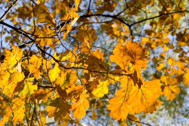 Sarı Meşe yaprağı