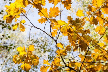 Sarı Meşe yaprağı