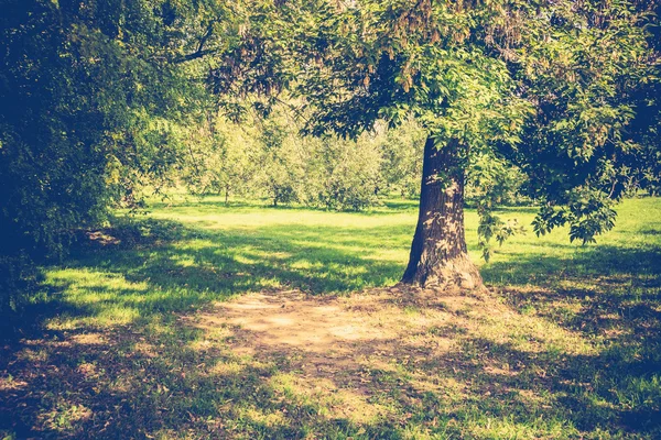 Parku Tree zblízka — Stock fotografie