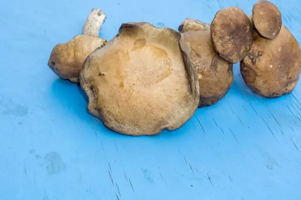 Porcini on Blue Table — Stock Photo, Image