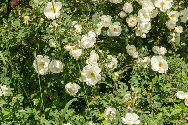 夏季白玫瑰 — 图库照片