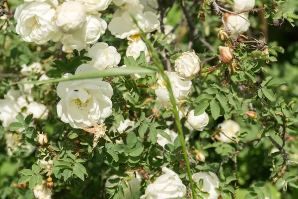 Rosas blancas de verano —  Fotos de Stock