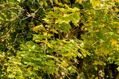 Akçaağaç yaprakları dallarda düşmek