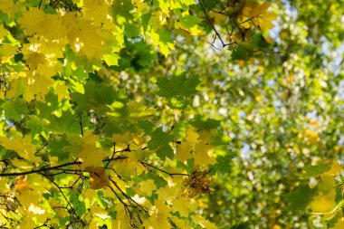 Akçaağaç yaprakları dallarda düşmek