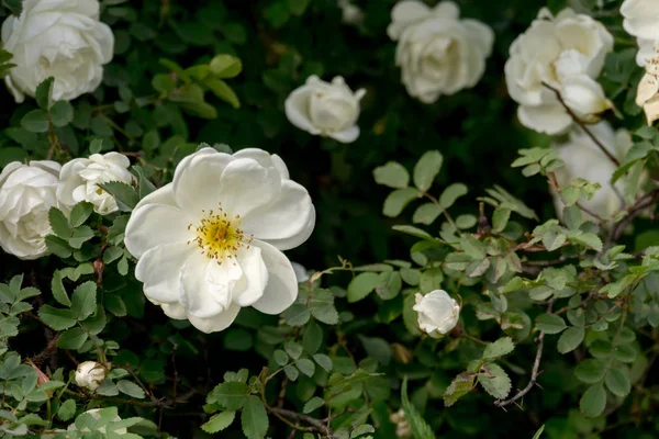 Rosas blancas de verano — Foto de Stock