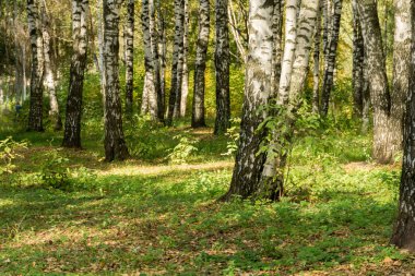 Huş ağaçları sonbahar Park