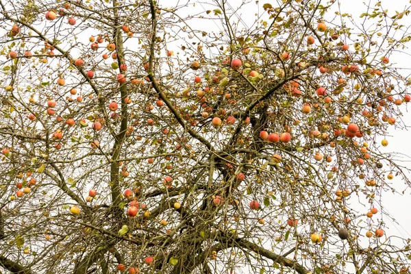 Sonbahar elma ağacı üzerinde — Stok fotoğraf