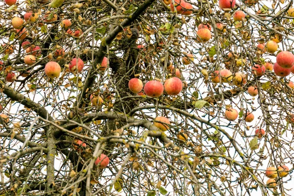 Sonbahar elma ağacı üzerinde — Stok fotoğraf