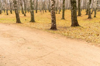 Huş ağaçları sonbahar Park