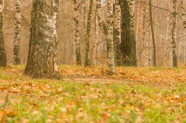 Huş ağaçları sonbahar Park