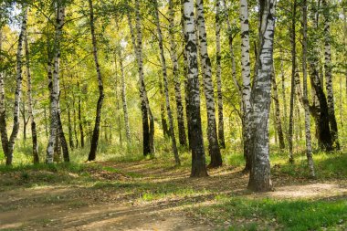 Huş ağaçları sonbahar Park