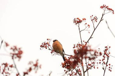 Rowan üzerinde şakrak kuşu