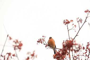 Rowan üzerinde şakrak kuşu