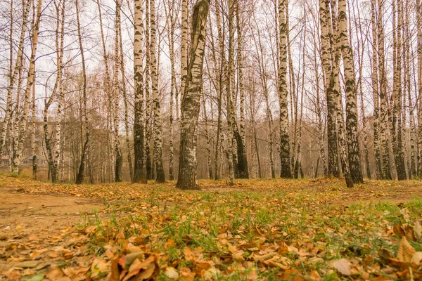 Huş ağaçları sonbahar Park — Stok fotoğraf