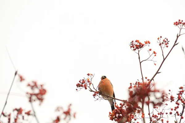 Bullfinch su Rowan — Foto Stock