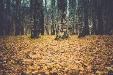 Huş ağaçları Sonbahar Park Retro