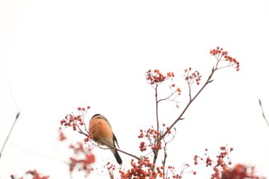 Rowan üzerinde şakrak kuşu