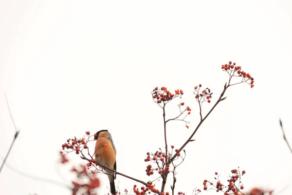 Bullfinch su Rowan — Foto Stock