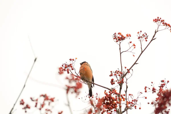 Bullfinch su Rowan — Foto Stock