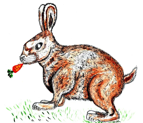 Lindo dibujo de conejo — Foto de Stock
