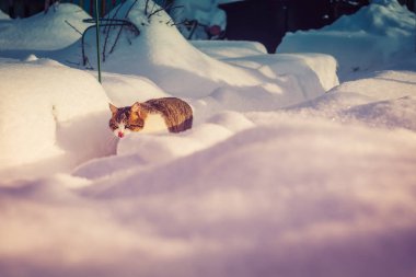 Taze kar makro Retro