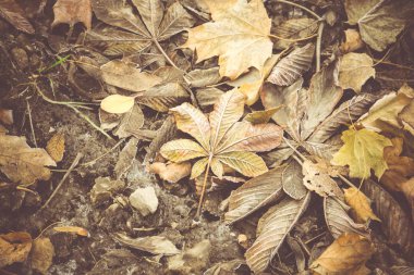 Filtre uygulanmış sonbahar yaprakları