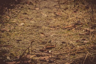 Filtre uygulanmış sonbahar yaprakları