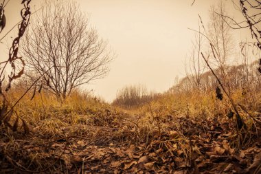 Ağaçlarda sonbahar filtre Park