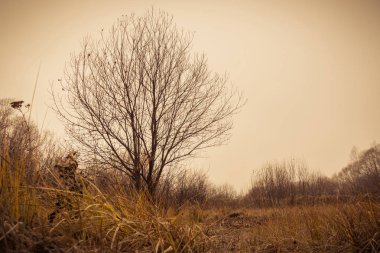 Ağaçlarda sonbahar filtre Park