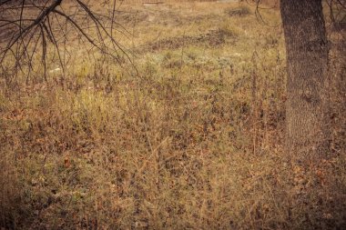 Ağaçlarda sonbahar filtre Park