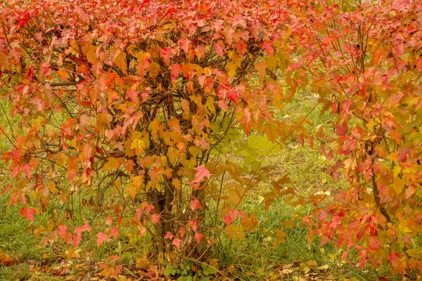 Herbst hinterlässt Hintergrund — Stockfoto