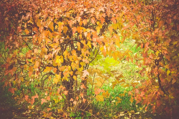 Fall Leaves Filtered — Stock Photo, Image