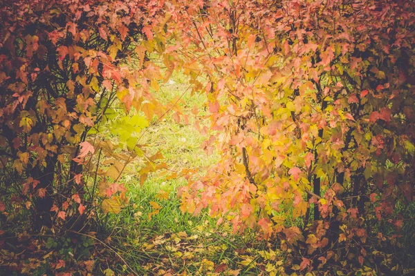 Herfstbladeren gefilterde — Stockfoto