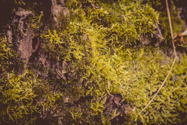 Macro della corteccia dell'albero Retro — Foto Stock