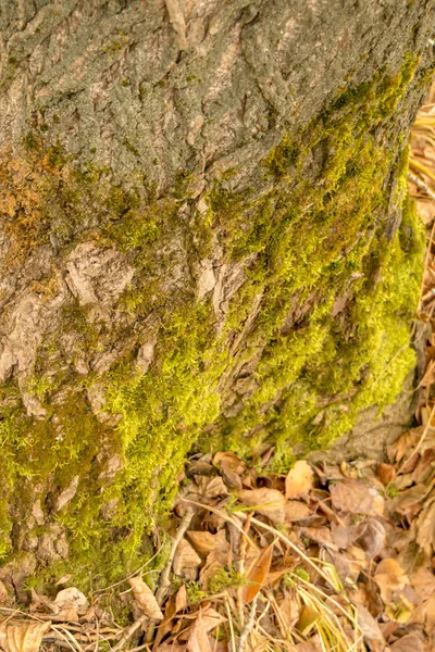 Ağaç kabuğu makro — Stok fotoğraf