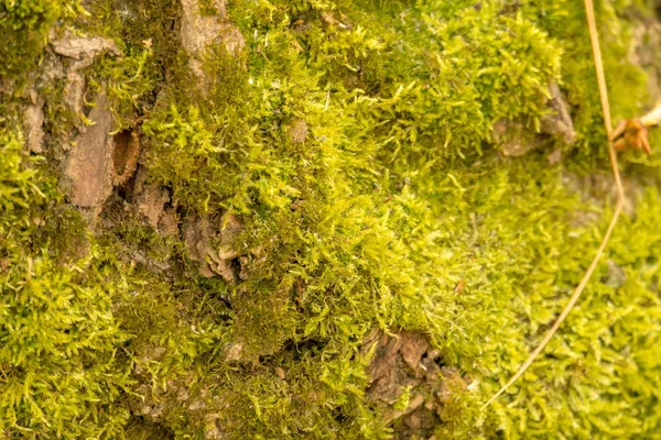 Macro della corteccia dell'albero — Foto Stock