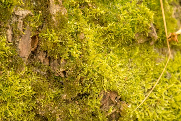 Casca da árvore macro — Fotografia de Stock