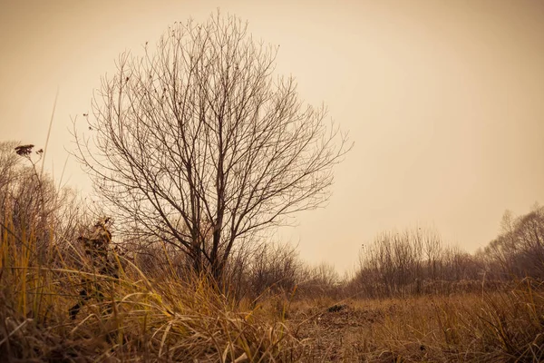 Ağaçlarda sonbahar filtre Park