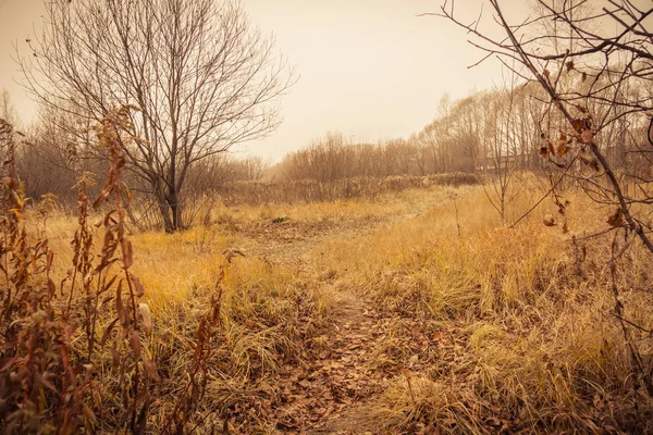 Ağaçlarda sonbahar filtre Park