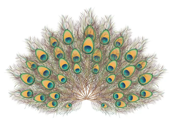 孔雀的尾巴图 — 图库矢量图片