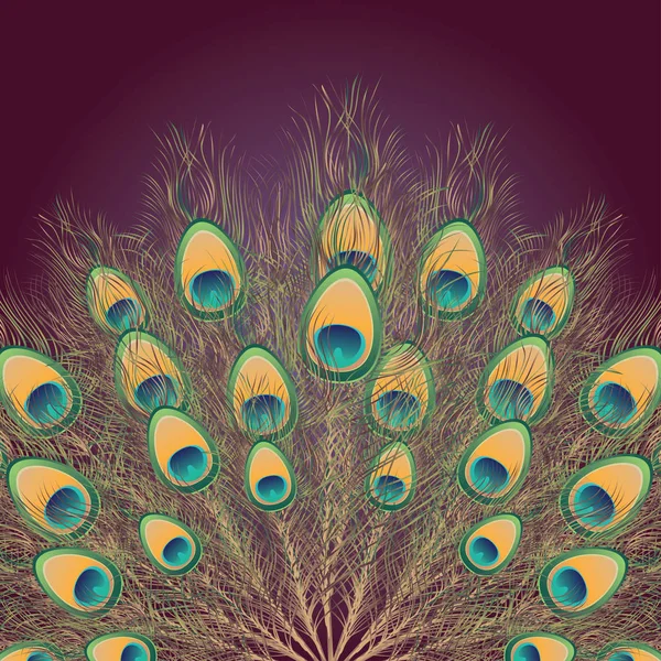 Peacock Tail Illustration — Stock Vector