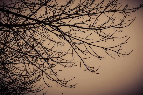 Branches d'arbres sans feuilles Rétro — Photo