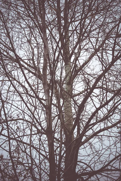 Retro de ramos de árvore sem folhas — Fotografia de Stock